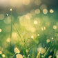 AmberLite 3.2